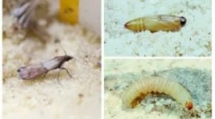 Mólók és más kártevők diófélékben